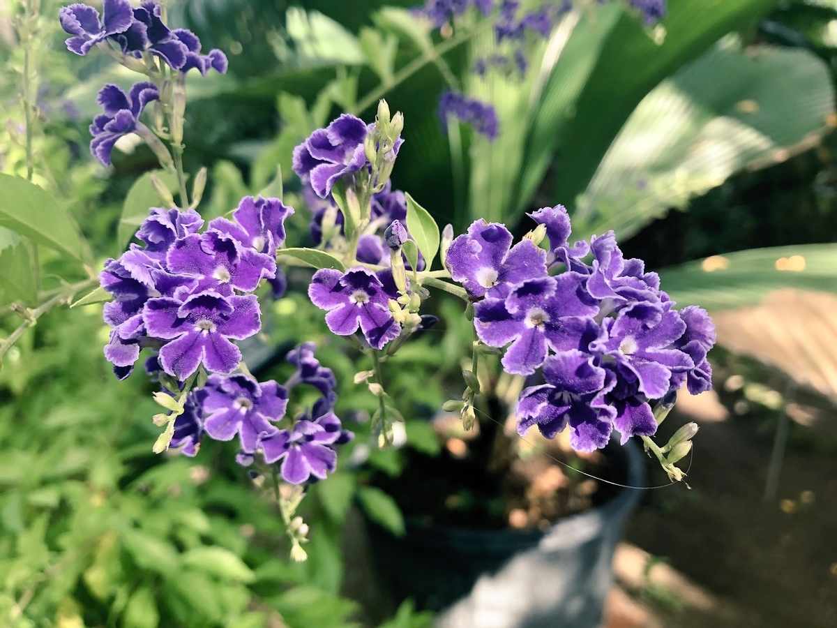 f:id:akiranngo:20190819141941j:plain