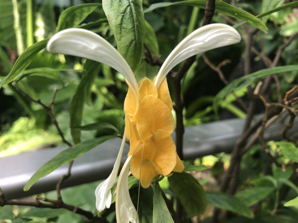f:id:akiranngo:20190819141955j:plain