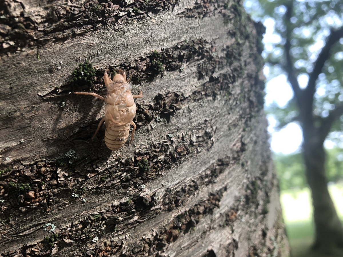 f:id:akiranngo:20190819143607j:plain