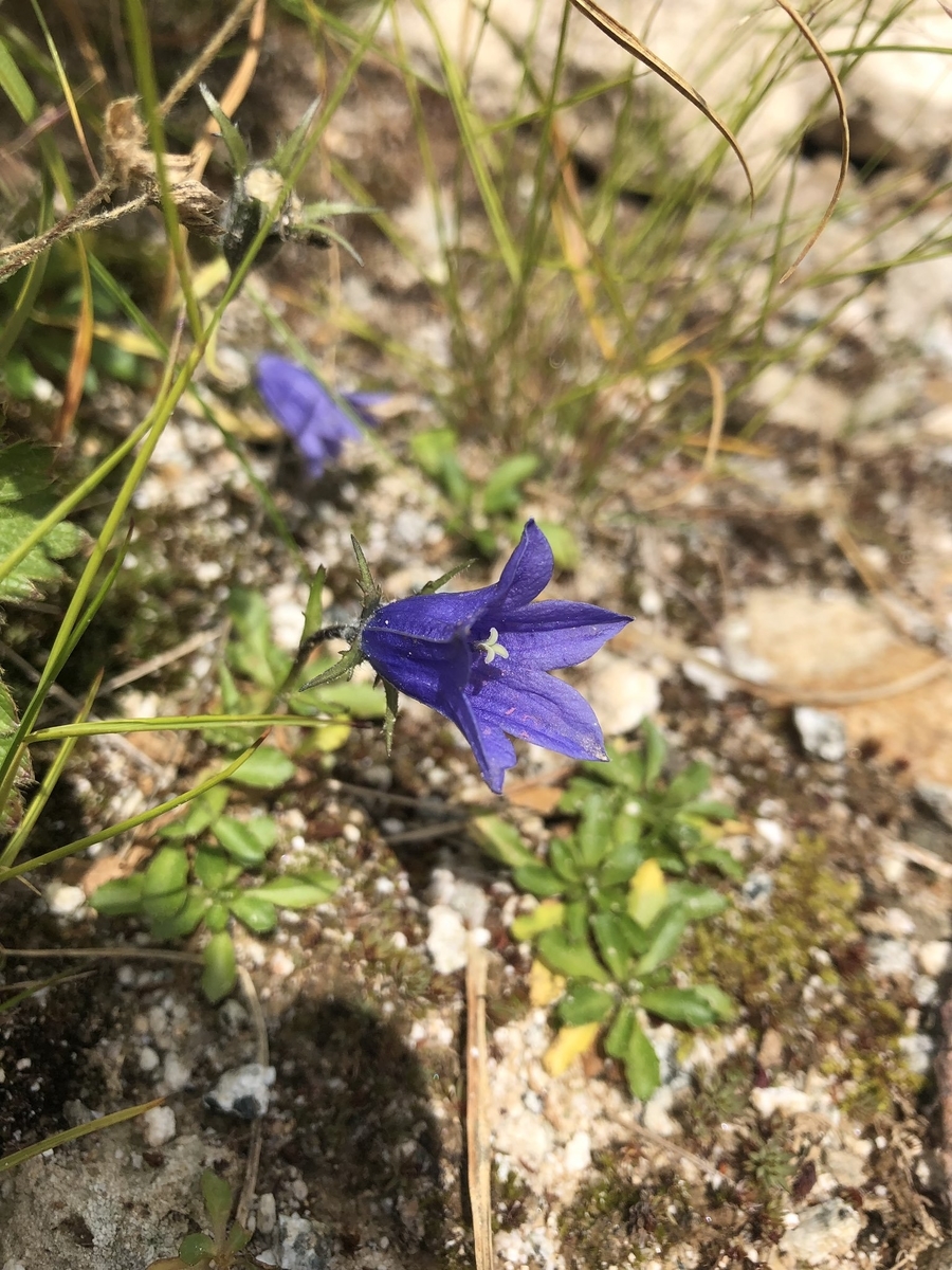 f:id:akiranngo:20190827185145j:plain