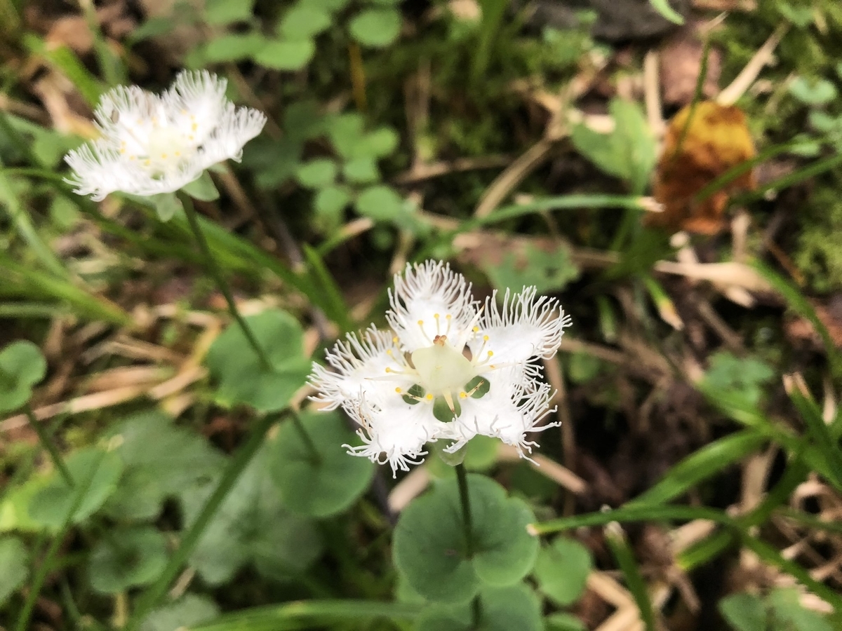 f:id:akiranngo:20190915133514j:plain f:id:akiranngo:20190915133514j:plain