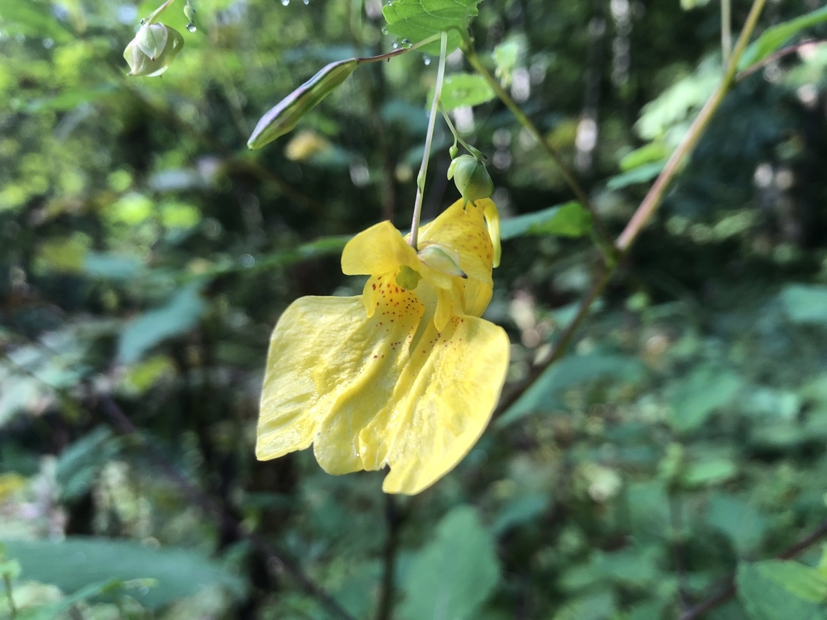 f:id:akiranngo:20190915141430j:plain f:id:akiranngo:20190915141430j:plain