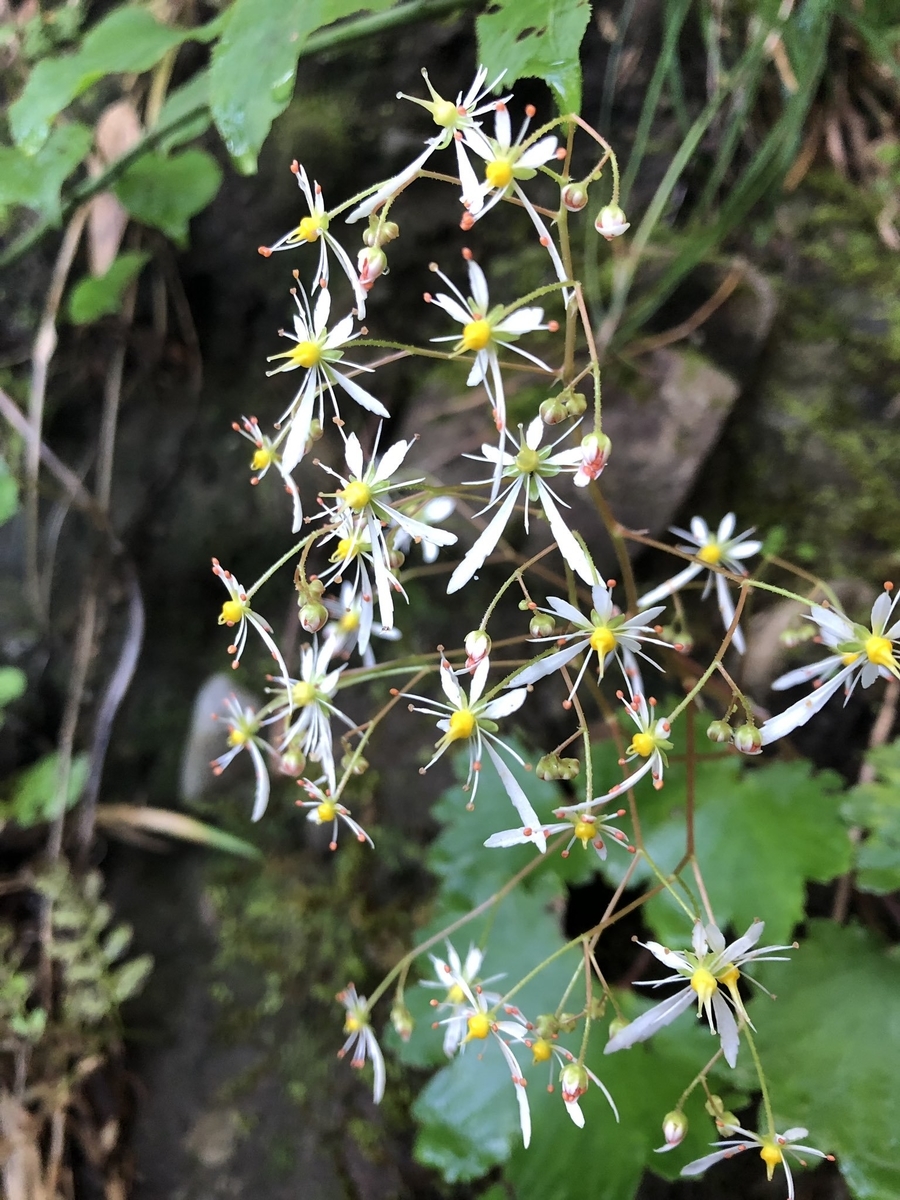 f:id:akiranngo:20190915141535j:plain f:id:akiranngo:20190915141535j:plain