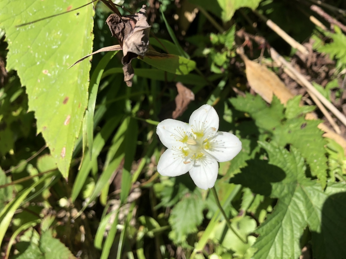 f:id:akiranngo:20190917225236j:plain