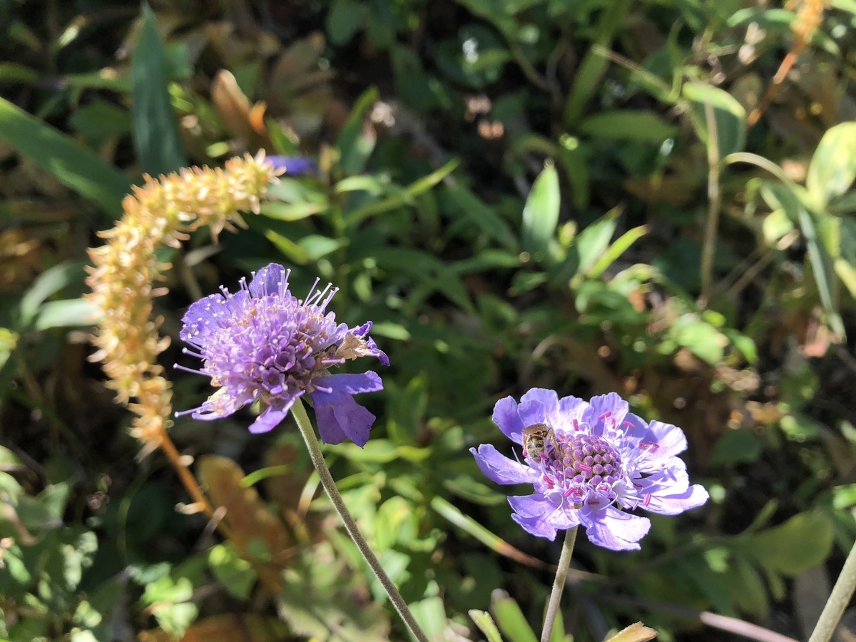 f:id:akiranngo:20190917225245j:plain