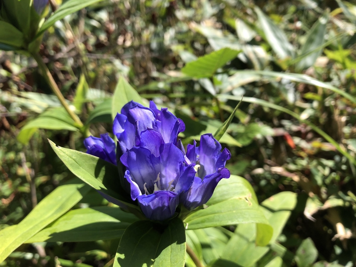 f:id:akiranngo:20190917225330j:plain