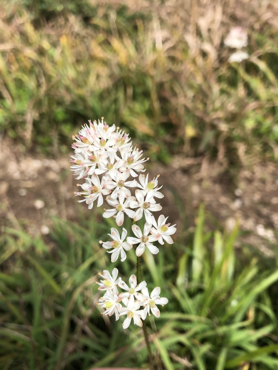f:id:akiranngo:20190923223905j:plain