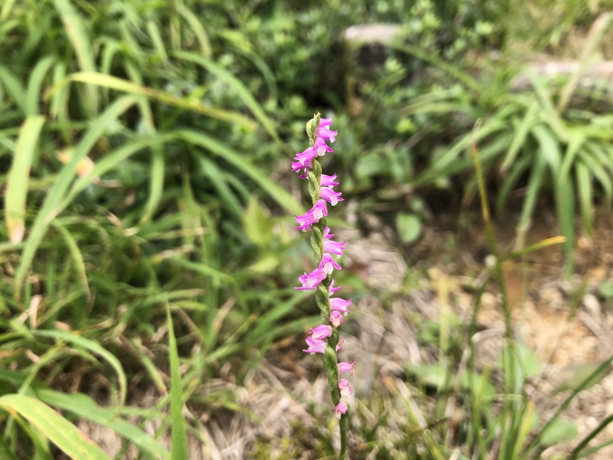 f:id:akiranngo:20190923223935j:plain