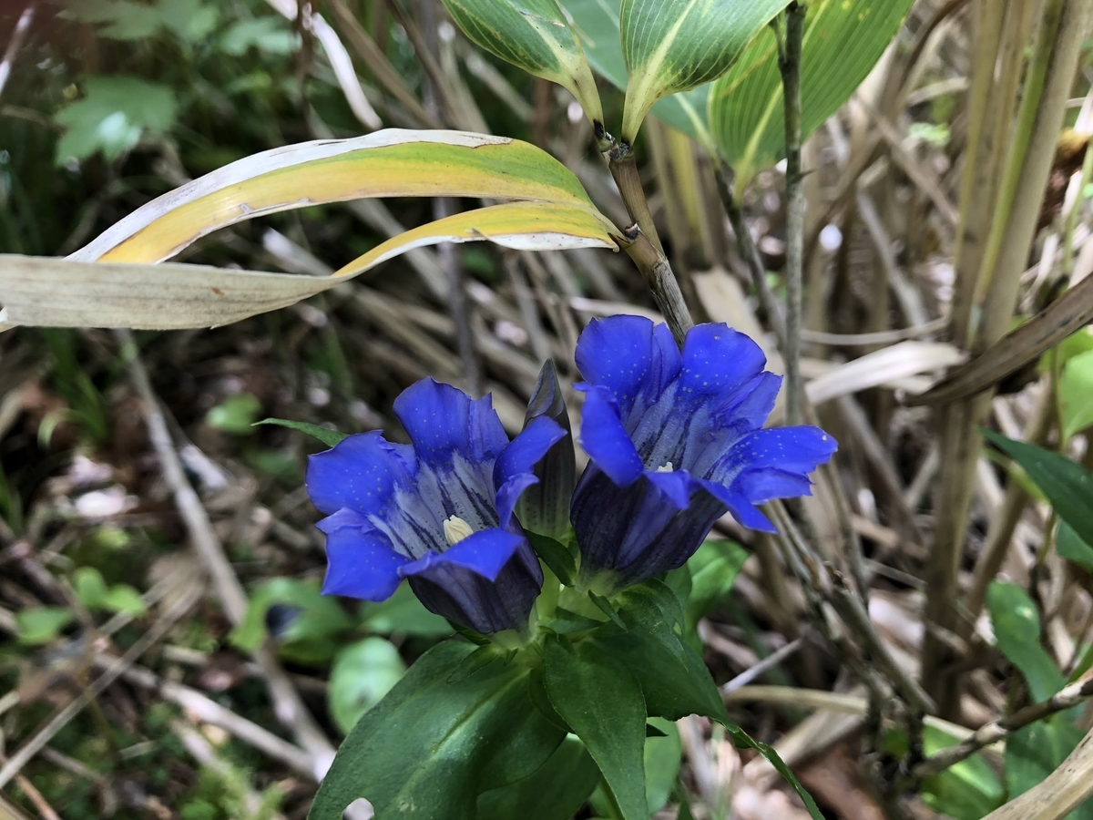 f:id:akiranngo:20190923223943j:plain