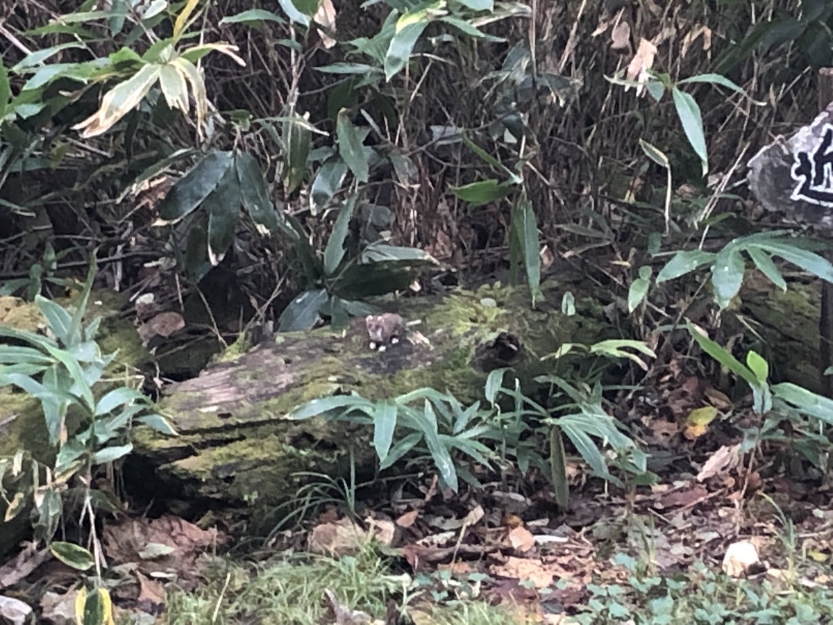 f:id:akiranngo:20191018094137j:plain f:id:akiranngo:20191018094137j:plain