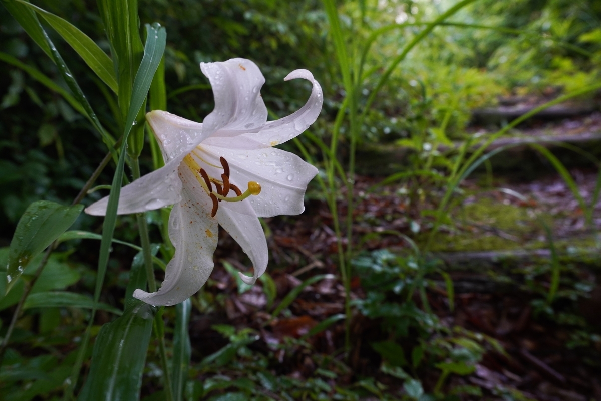 f:id:akiranngo:20210620205424j:plain