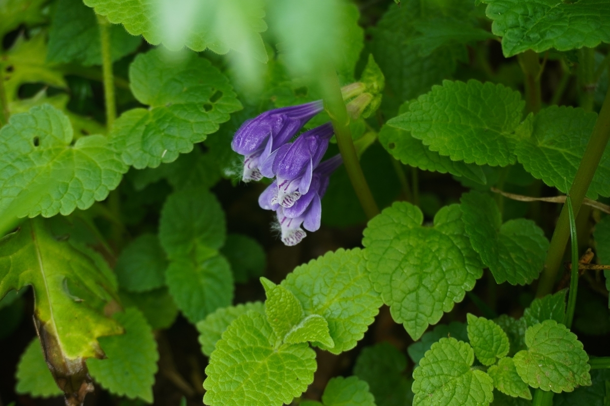 f:id:akiranngo:20210620205428j:plain