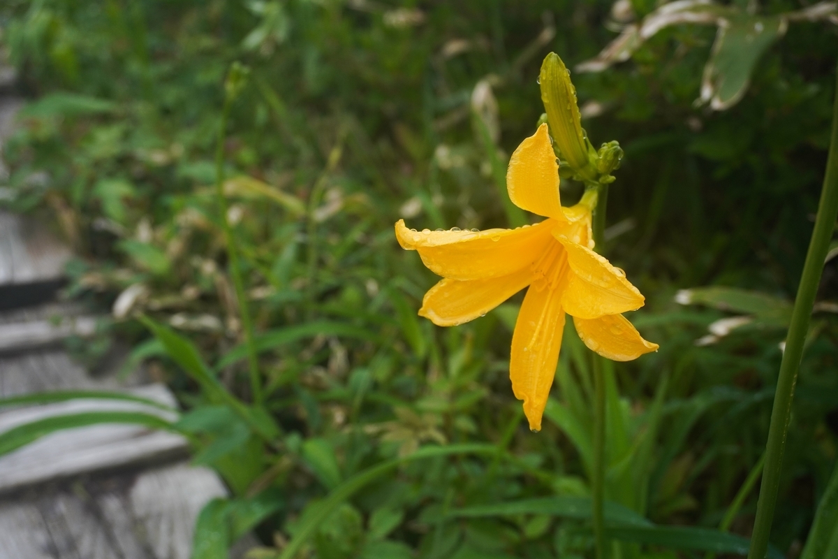 f:id:akiranngo:20210620205452j:plain