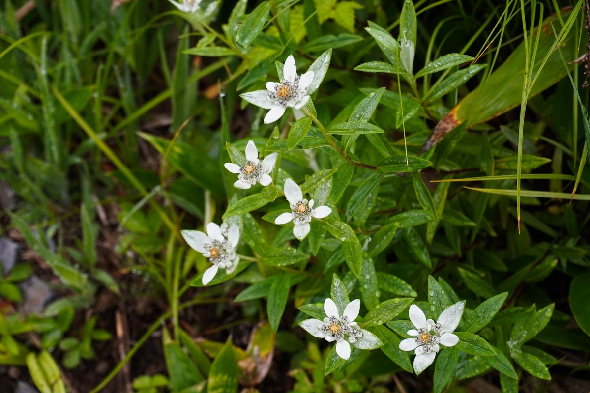 f:id:akiranngo:20210711194833j:plain