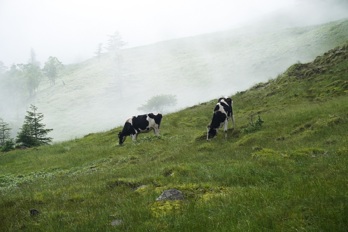 f:id:akiranngo:20210711194841j:plain