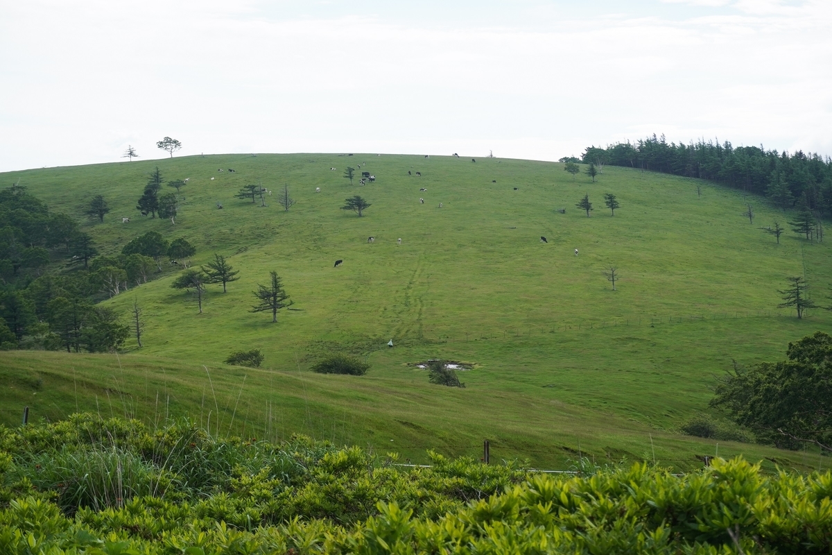 f:id:akiranngo:20210711194846j:plain