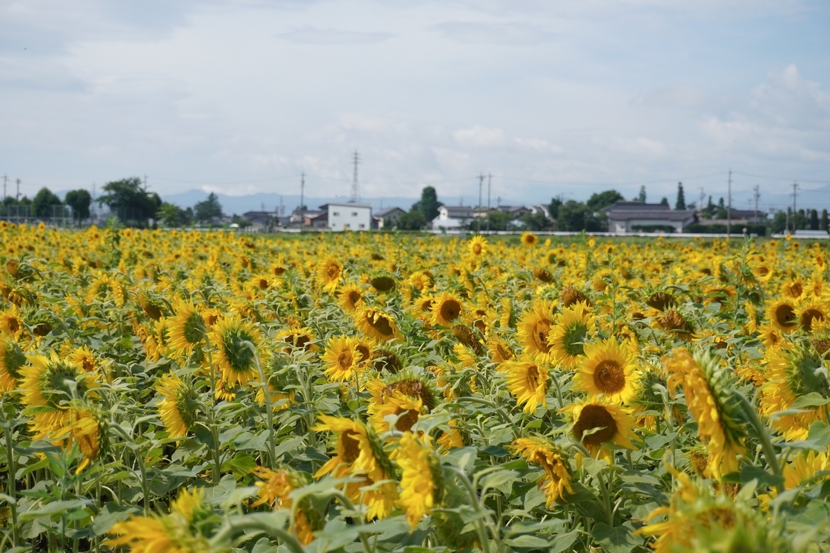 f:id:akiranngo:20210711194928j:plain