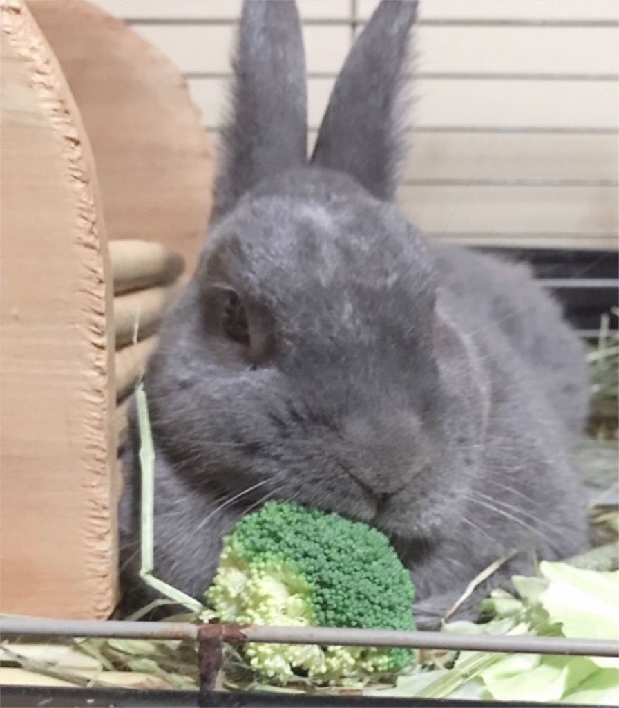 f:id:akirapuch:20190827091507j:image
