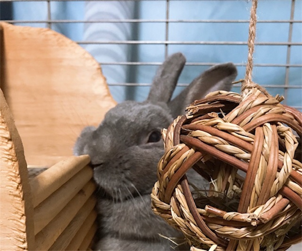 f:id:akirapuch:20190827095112j:image