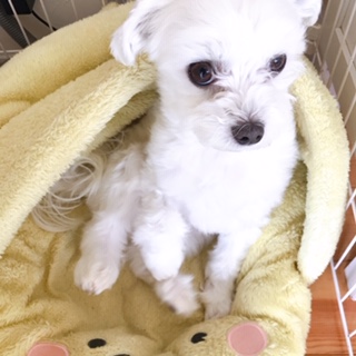 f:id:akiripee:20200427112331j:plain