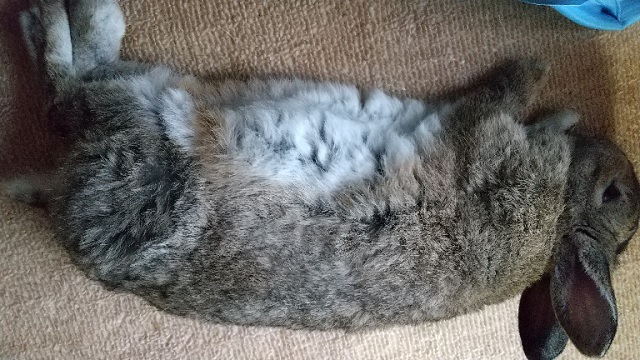 f:id:akirosso:20200802204044j:plain f:id:akirosso:20200802204044j:plain