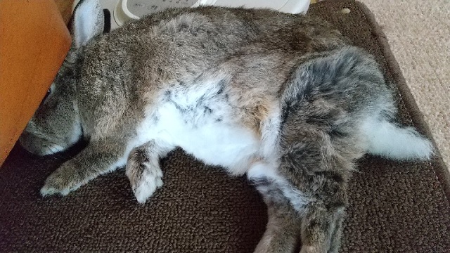 f:id:akirosso:20200802204238j:plain f:id:akirosso:20200802204238j:plain