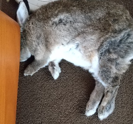 f:id:akirosso:20200802205047j:plain f:id:akirosso:20200802205047j:plain