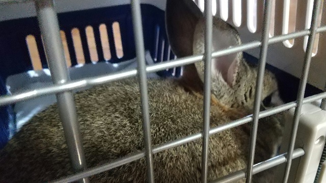 f:id:akirosso:20200816122559j:plain