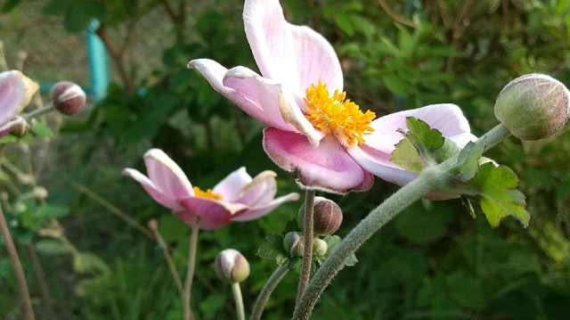 f:id:akirosso:20200829154622j:plain f:id:akirosso:20200829154622j:plain