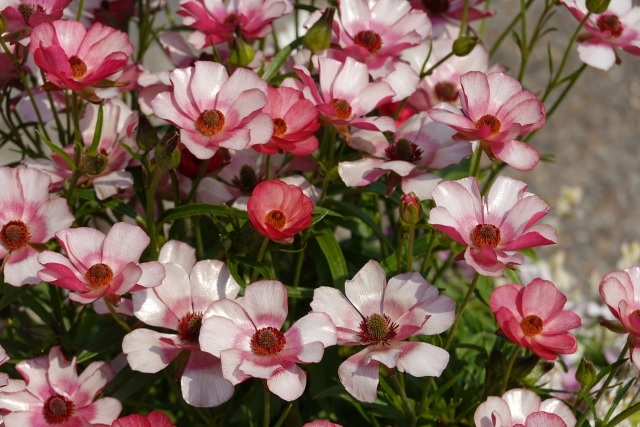 f:id:akirosso:20200829160248j:plain f:id:akirosso:20200829160248j:plain