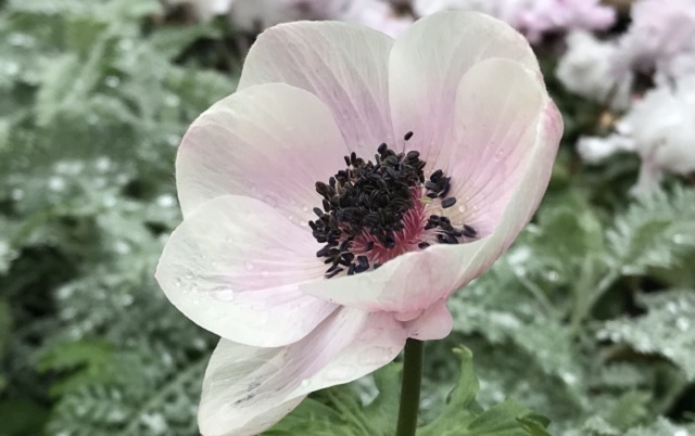 f:id:akirosso:20200829160309j:plain f:id:akirosso:20200829160309j:plain