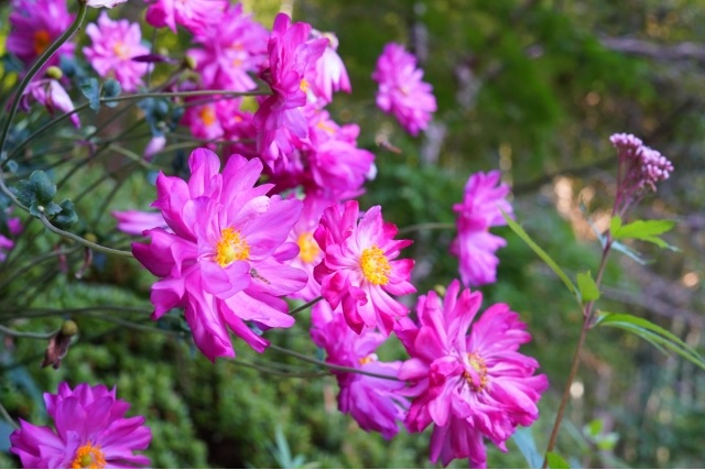 f:id:akirosso:20200829161725j:plain f:id:akirosso:20200829161725j:plain