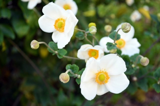 f:id:akirosso:20200829161746j:plain f:id:akirosso:20200829161746j:plain