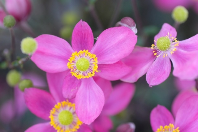 f:id:akirosso:20200829161812j:plain f:id:akirosso:20200829161812j:plain