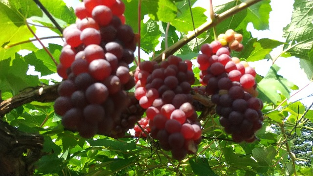 f:id:akirosso:20200905233059j:plain