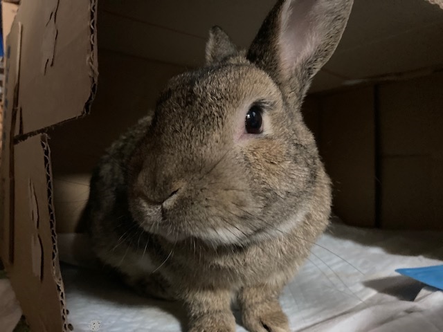 かまってちゃん うさぎのまる 搾りたて生アキロッソ かまってちゃん うさぎのまる 搾りたて生アキロッソ