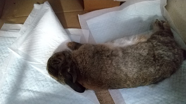 f:id:akirosso:20200930195310j:plain f:id:akirosso:20200930195310j:plain