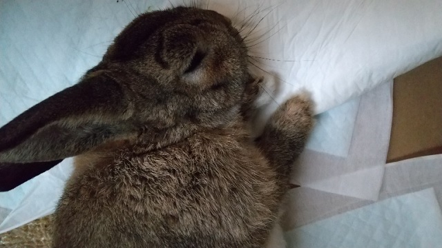 f:id:akirosso:20200930195502j:plain f:id:akirosso:20200930195502j:plain