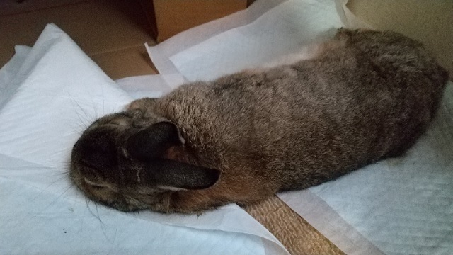 f:id:akirosso:20200930195839j:plain f:id:akirosso:20200930195839j:plain