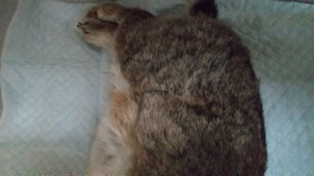 f:id:akirosso:20200930200018j:plain f:id:akirosso:20200930200018j:plain