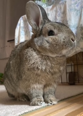 野生のうさぎっぽくなってみた 搾りたて生アキロッソ 野生のうさぎっぽくなってみた 搾りたて生アキロッソ