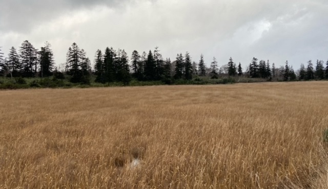 f:id:akirosso:20201028205045j:plain f:id:akirosso:20201028205045j:plain