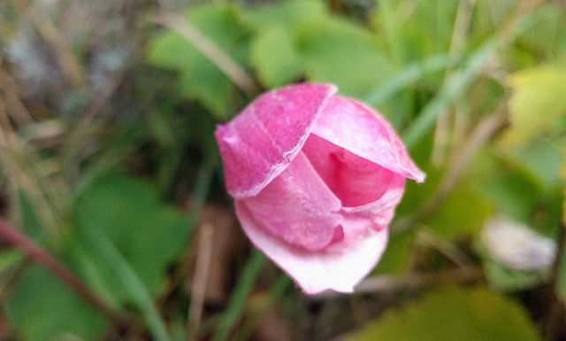 f:id:akirosso:20201103231343j:plain f:id:akirosso:20201103231343j:plain