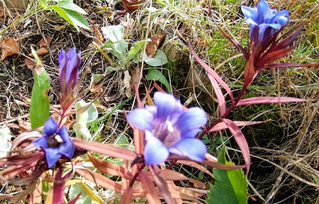 f:id:akirosso:20201103231425j:plain f:id:akirosso:20201103231425j:plain