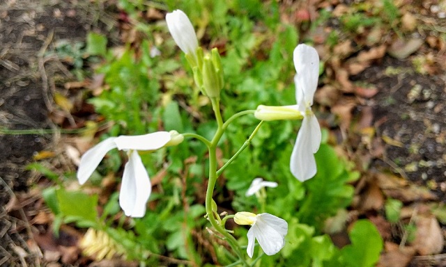 f:id:akirosso:20201103231524j:plain f:id:akirosso:20201103231524j:plain