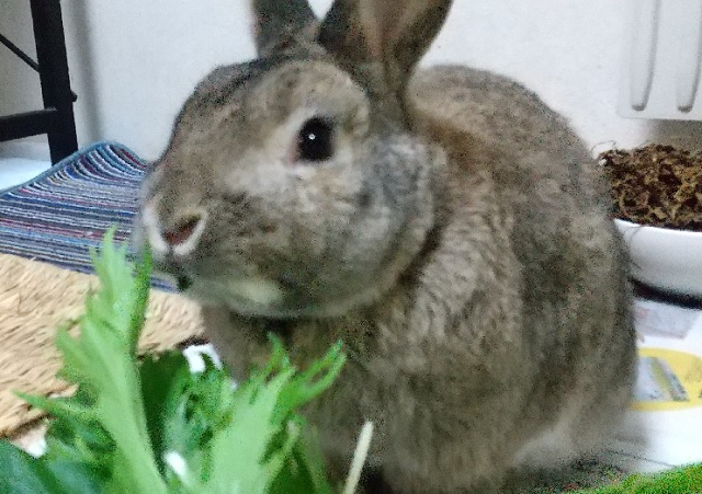 f:id:akirosso:20201111081745j:plain f:id:akirosso:20201111081745j:plain