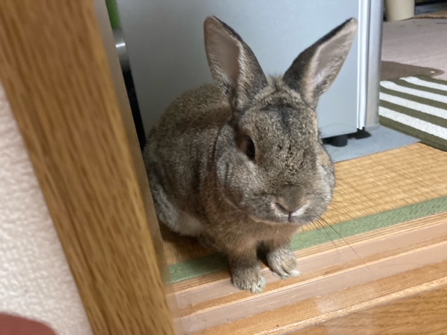 f:id:akirosso:20201204074202j:plain