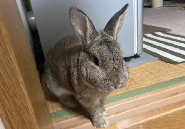 f:id:akirosso:20201204171721j:plain