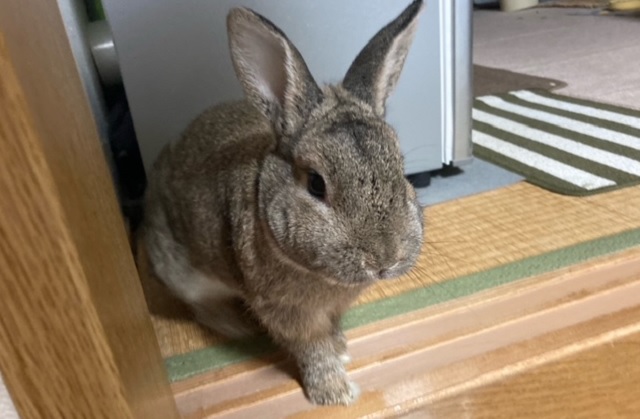 f:id:akirosso:20201204171903j:plain