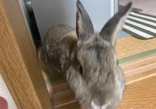 f:id:akirosso:20201204172823j:plain